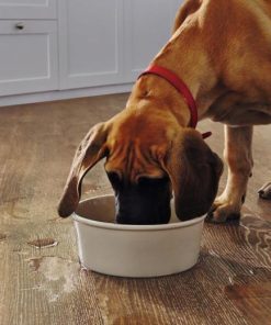 vgwt hessianoak waterbowldog closeup cm jpg