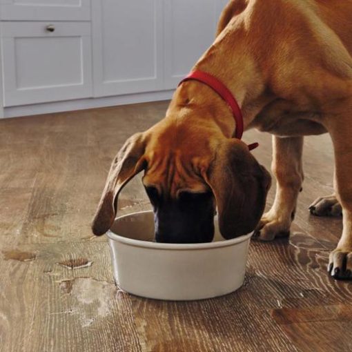 vgwt hessianoak waterbowldog closeup cm jpg